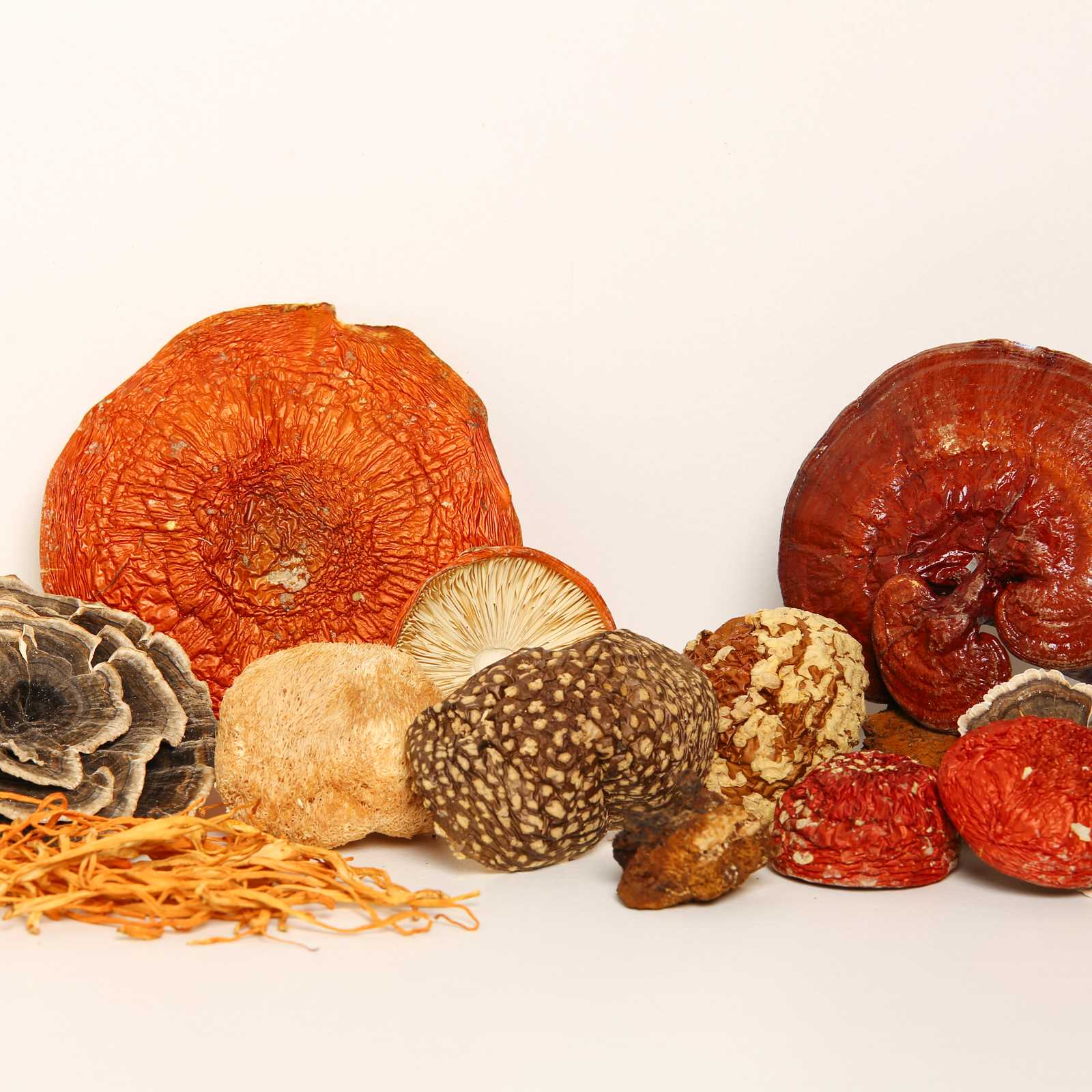shop amanita